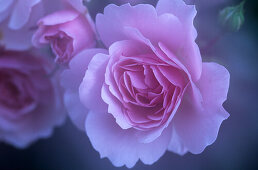 rose in light pink