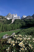 Diapensia Polster mit Bischofsmütze im Hintergrund, Dachsteingruppe, Salzburg, Österreich