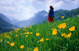 Field of flowers with hiker and mountain range in the background, Raineralm, Kaiser range, Tyrol, Austria