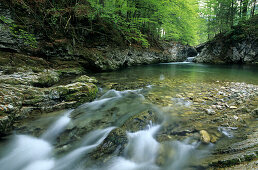 Bachlauf mit maigrünen Buchen in Priental bei Aschau, Chiemgau, Oberbayern, Deutschland