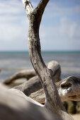 Weathered driftwood at the beach, Green Island, Great Barrier Reef, Queensland, Australia