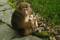 path and stairs, thieving monkeys, mountains, Emei Shan, World Heritage Site, UNESCO, China, Asia