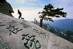 South Peak, pine tree, chinese characters engraved in stone, South Peak, Hua Shan, Shaanxi province, Taoist mountain, China, Asia