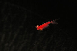 Ein rote Goldfisch im Aquarium, schwarzer Hintergrund, Wasser, China, Asien