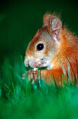 Eichhörnchen, Eichhoernchen frisst Nuss, Sciurus vulgaris, Deutschland, Bayern