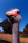 South African Ostrich, Struthio camelus australis, South Africa, Addo Elephant National Park