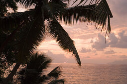 Coconut Tree at Sunset,The Northolme Hotel & Spa, Glacis, Mahe Island, Seychelles