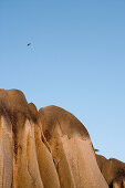 Fledermaus fliegt über Granit Felsen am Anse Source D'Argent Beach, La Digue Island, Seychellen