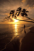 Kokospalme bei Sonnenuntergang, Turtle Beach, Near Mullins Bay, St. Peter, Barbados, Karibik