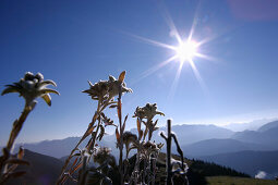 Edelweiss flowers, Wank, Bavaria, Germany