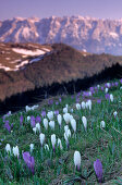 Crocus with range of Kaisergebirge in evening light, Heuberg, Chiemgau Range, Upper Bavaria, Bavaria, Germany