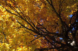 Herbstlich verfärbte Buche in der Hachau, Detail der Baumkrone, Dachsteingruppe, Salzburg, Österreich