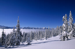 Verschneiter Winterwald mit Blick auf Schladminger Tauern, Dachsteingruppe, Salzburg, Österreich