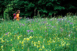 Hiker in sea of flowers, Hochfelln, Chiemgau, Upper Bavaria, Bavaria, Germany