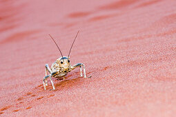 Eine grosse Heuschrecke, Hornschrecke im Wüstensand. Gondwana Namib Park. Wüste Namib. Südliches Namibia. Afrika.