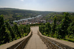 Stairs at vineyards at the river Moselle, Wormeldange, Luxembourg, Europe