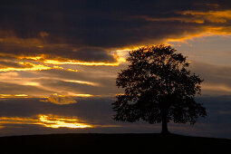 Tree near Munsing, Upper Bavaria, Germany