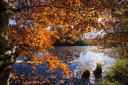 Deixlfurter See mit Spiegelung und Wald im Herbst, bei Tutzing, Fünfseenland, Oberbayern, Bayern, Deutschland