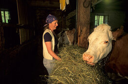 Sennerin füttert Kuh, Oberbayern, Bayern, Deutschland