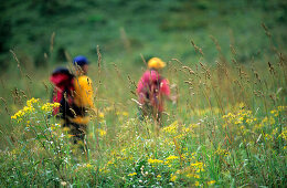 Two hikers in sea of flowers, Chiemgau, Upper Bavaria, Bavaria, Germany