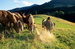 alpine cowboy feeding horses, Chiemgau, Upper Bavaria, Bavaria, Germany