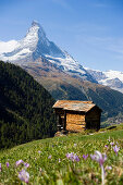 Ein einsames Holzhaus, Findeln, Matterhorn 4478 m, im Hintergrund, Zermatt, Wallis, Schweiz