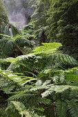 Coopers Farntree in the parc of Caldeira Velha. Hot springs and a waterfall invite to bath. The plant was brought to the island.