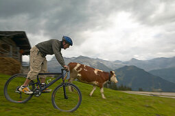 Mountainbiker passing cow, Wildstrubel (3244m) in background, valley Simmental, Lenk, Bernese Oberland, Canton Bern, Switzerland, MR