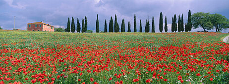 Poppy field with villa and cypresses, Val d´Orcia, Tuscany, Italy