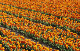 Tulips on a field near Anna Paulowna, Netherlands, Europe