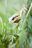 Tree frog (Hyla arborea), Morocco, Atlas Mountains