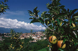 Coredo, Apfelplantage, Trentino, Italien