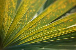 Close up of a palm leaf, palm tree, Green, Nature, Mauritius, Africa