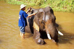 Elefant wird in einem Elefanten Camp nördlich von Chiang Mai gewaschen, Thailand