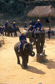 Elephant camp north of Chiang Mai, Thailand