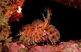 Marbled shrimp, Saron sp., Komodo National Park, Indian Ocean, Indonesia