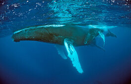 Humpback whale, mother and Calf, Megaptera novaeangliae, Silverbanks, Caribbean Sea, Dominican Republic