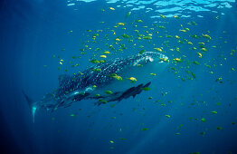 Walhai, Rhincodon thypus, USA, Haiwaii, Pazifischer Ozean