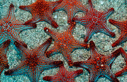 Red starfishes, Asteroidea, Mexico, Sea of Cortez, Baja California, La Paz