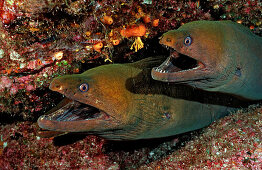 Gruene Muraene , Gymnothorax castaneus , Mexiko, Cortezsee, Niederkalifornien, La Paz