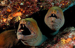 Panamic green moray eel , Gymnothorax castaneus , Mexico, Sea of Cortez, Baja California, La Paz