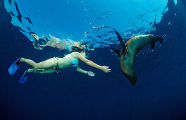 Californian Sea Lion and skin-diver, Zalophus californianus, Mexico, Sea of Cortez, Baja California, La Paz