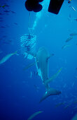 Great white shark near shark cage, Carcharodon carcharias, Mexico, Pacific ocean, Guadalupe