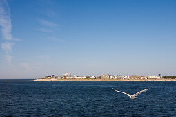 Seagull, Norderney, East Frisia, North Sea, Lower Saxony, Germany