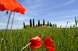 Farm with cypress trees near Pienza, Crete Senesi, Tuscany, Italy