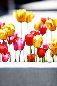 Tulips behind a wall, Kaufbeuren, Bavaria, Germany