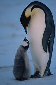 Emperor Penguin with chick, Aptenodytes forsteri, Antarctica