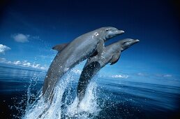 Bottlenosed Dolphins, Tursiops Truncatus, Islas de la Bahia, Hunduras, Caribbean