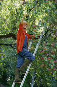 Young woman picking apples, Brannenburg, Upper Bavaria, Bavaria, Germany