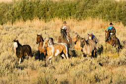 cowboys with horses, Oregon, USA